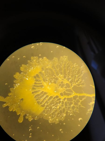 File:Slimemold8.jpg