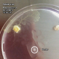 Thumbnail for version as of 21:28, 25 May 2015