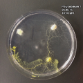 Thumbnail for version as of 05:03, 27 May 2015