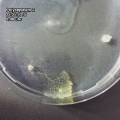 Thumbnail for version as of 21:34, 25 May 2015