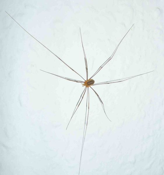 File:Spider-0.jpg
