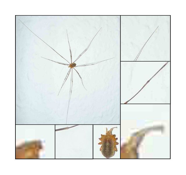 File:Spider.jpg