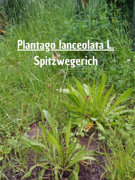 File:Spitzwegerich.png