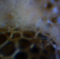 Thumbnail for version as of 00:41, 1 December 2012