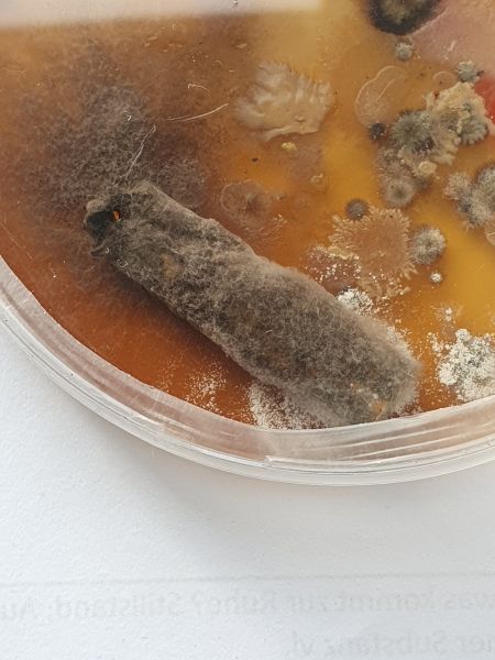 File:Status 10.02.2023 petri dish.jpg