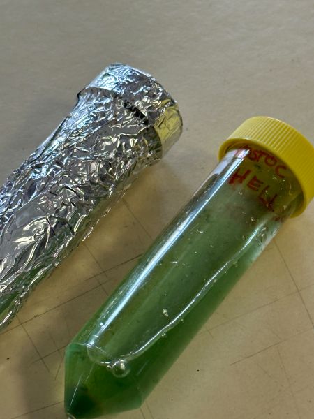File:StellaD 5.jpg