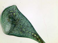Stentor-a-trumpet-shaped-organism-with-interesting-behaviour.jpg