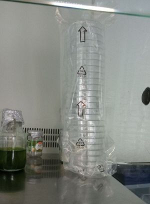 Sterile Petri dishes.jpg