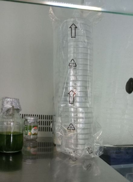 File:Sterile Petri dishes.jpg
