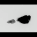 Still-av 01.png