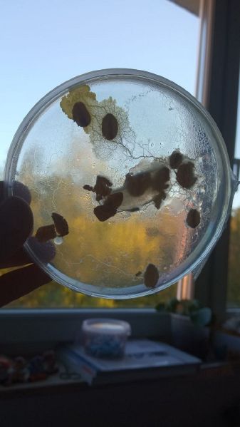 File:Strong slime mold.jpg