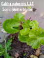 Thumbnail for version as of 18:57, 1 July 2024