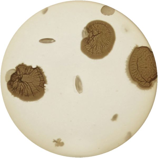 File:THERMUS 1-b2.jpg