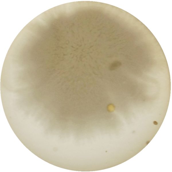 File:THERMUS 1-f.jpg