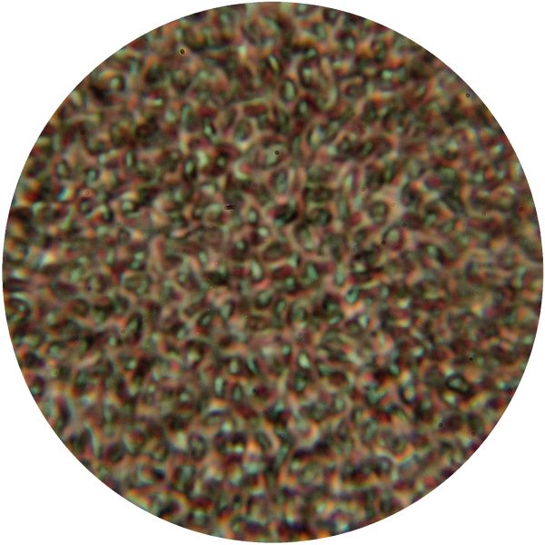 File:THERMUS 3-d.jpg