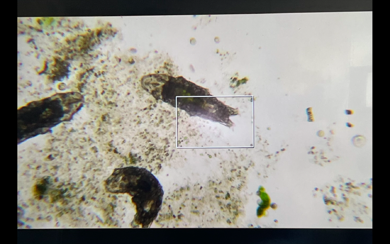File:Tardigradee.png