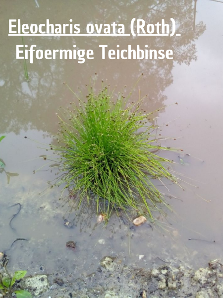 File:Teichbinse.png
