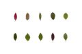 leaves