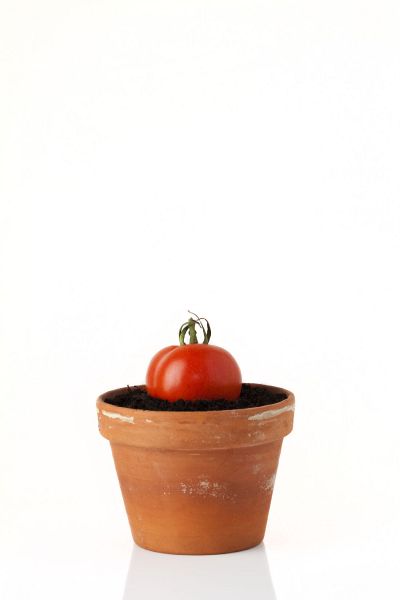 File:Tomate.jpg