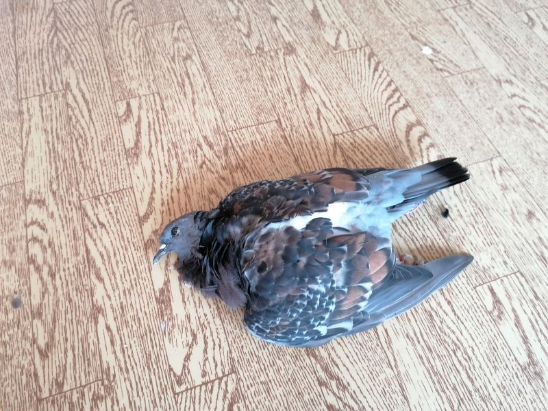 File:Toter Vogel ohne Wurm.jpg