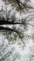 Thumbnail for version as of 11:23, 7 November 2017