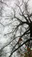 Thumbnail for version as of 11:24, 7 November 2017