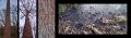Thumbnail for version as of 19:57, 26 January 2025