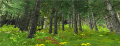 Unity Project Forest 3.png