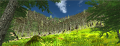 Unity Project forest 4.png