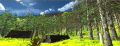 Unity Project forest 6.png