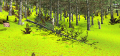 Unity Project forest 7.png