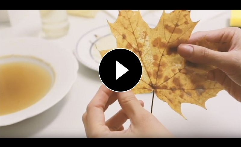 File:Video pre 1.jpg