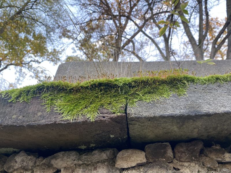 File:Weimar Friedhof 10112022 1.jpeg.jpeg