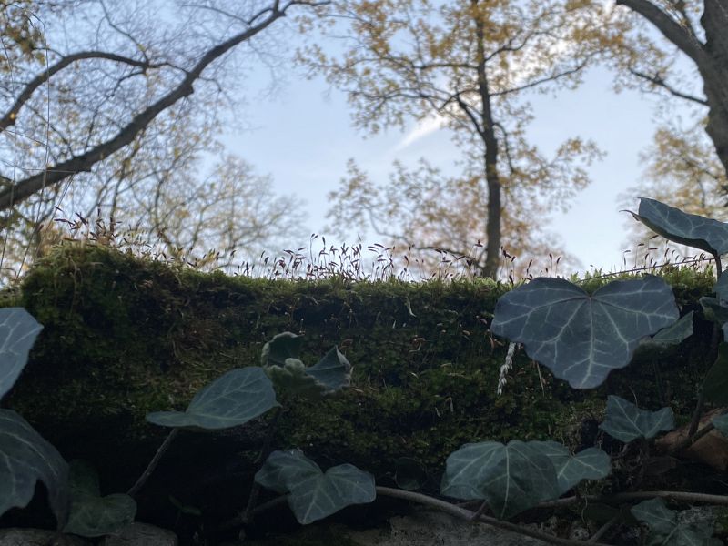 File:Weimar Friedhof 10112022 11.jpeg