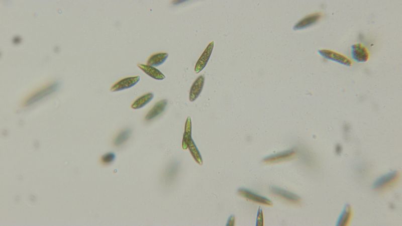 File:White light active.jpg