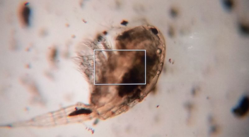 File:Worm.jpg