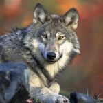 Wolf.