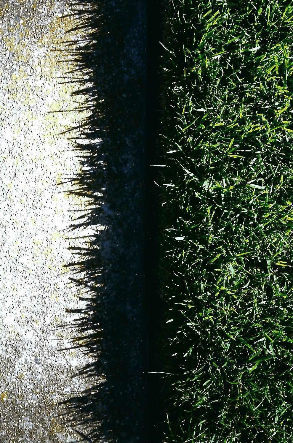 Gras