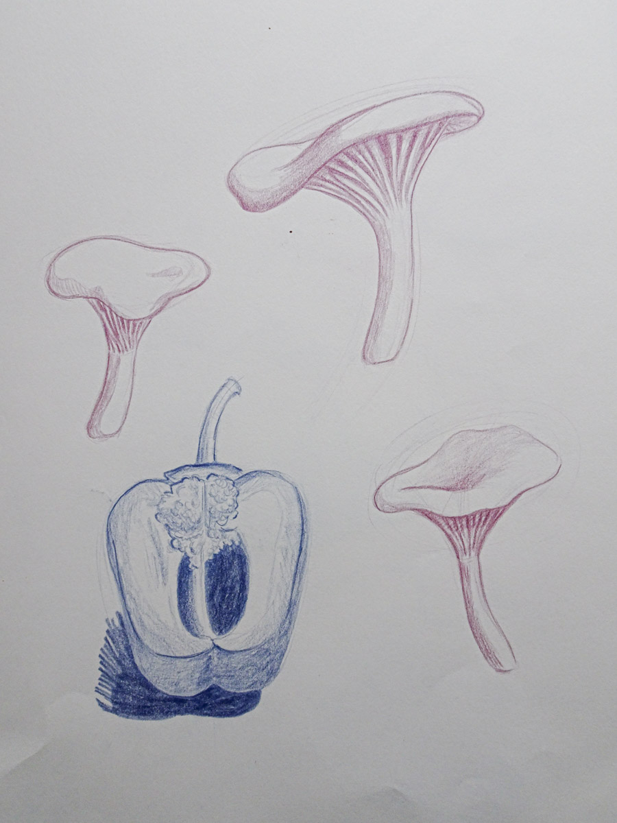Zeichnungen von Pilzen und einer Paprika, Buntstift
