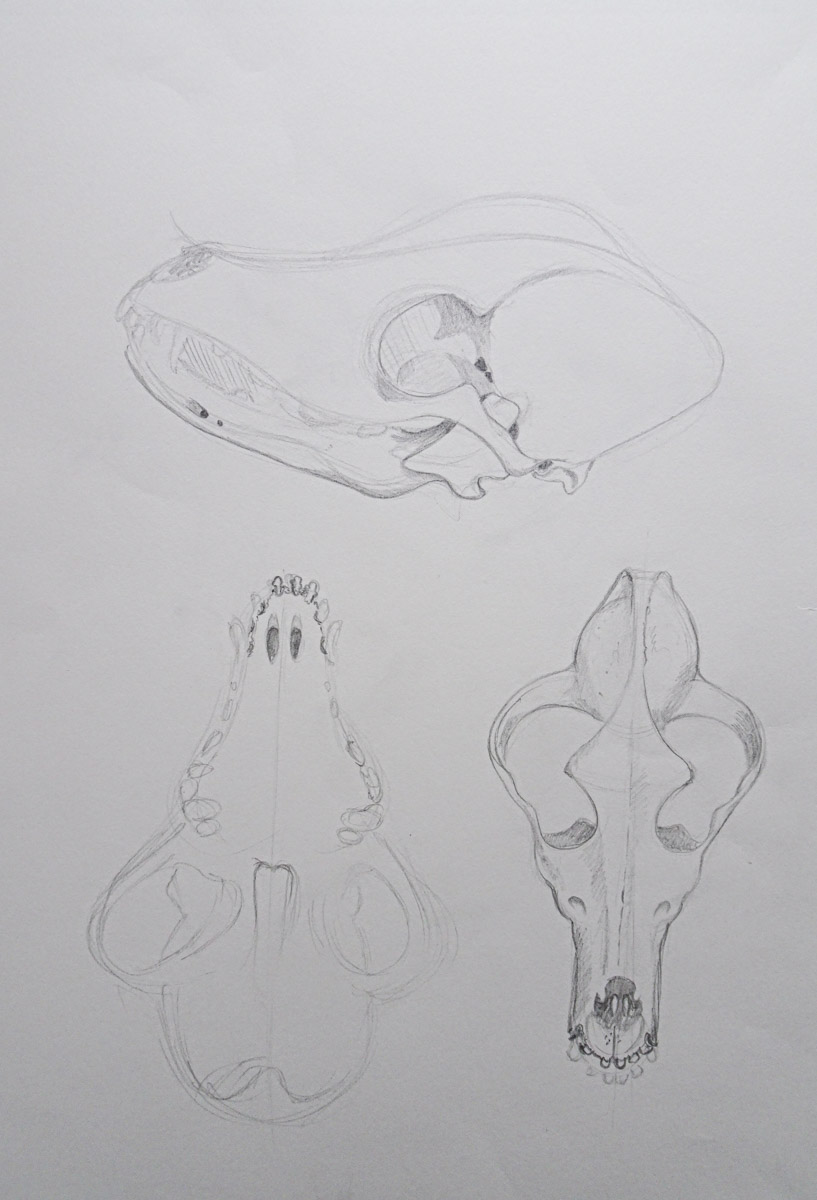 Zeichnung Schädel aus verschiedenen Ansichten, Bleistift