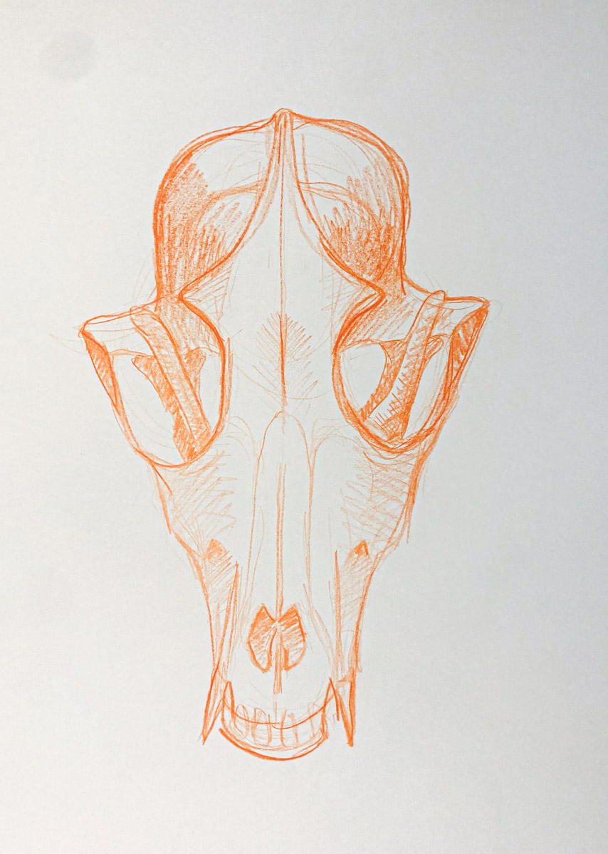 Zeichnung Tierschädel Buntstift Orange