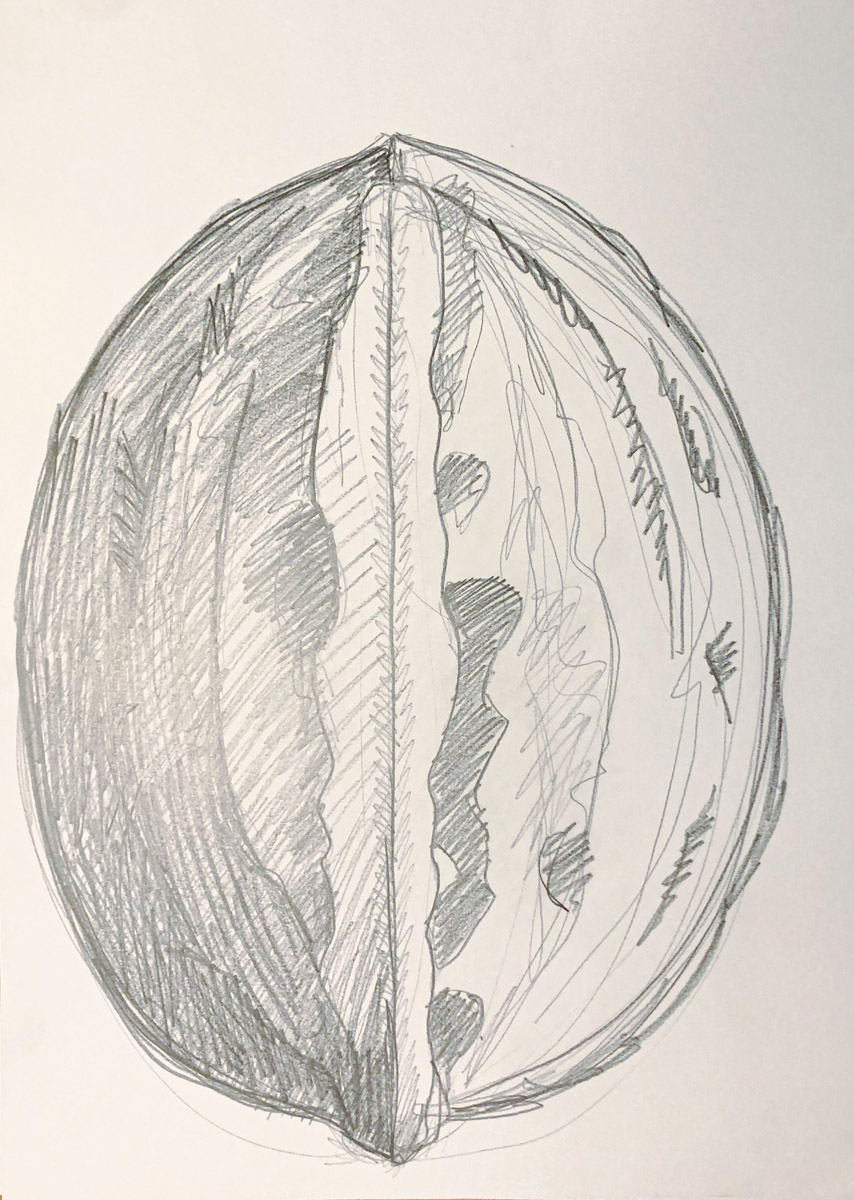Zeichnung eine Walnuss aus der Vogelperspektive, Bleistift