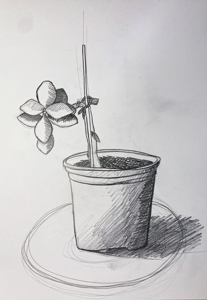 Zeichnung Topfpflanze, Bleistift