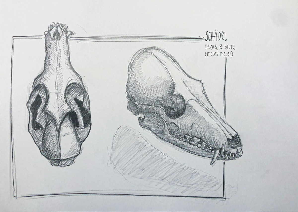 Zeichnung Dachsschädel aus verschiedenen Ansichten, Bleistift
