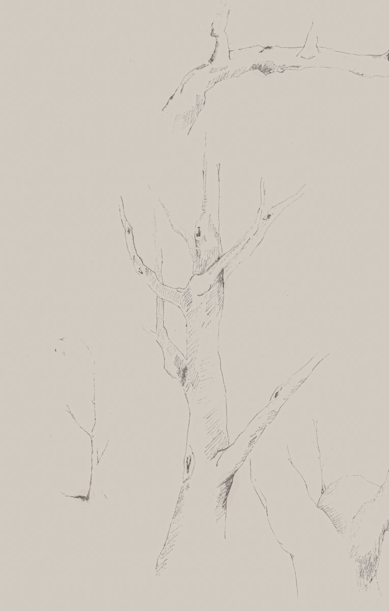 Naturstudien eines Baumes gezeichnet mit Bleistift