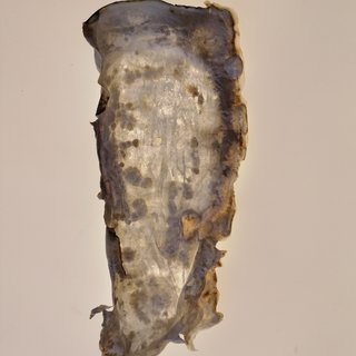 Mycelium sheet 1 / Laura Pfeffer