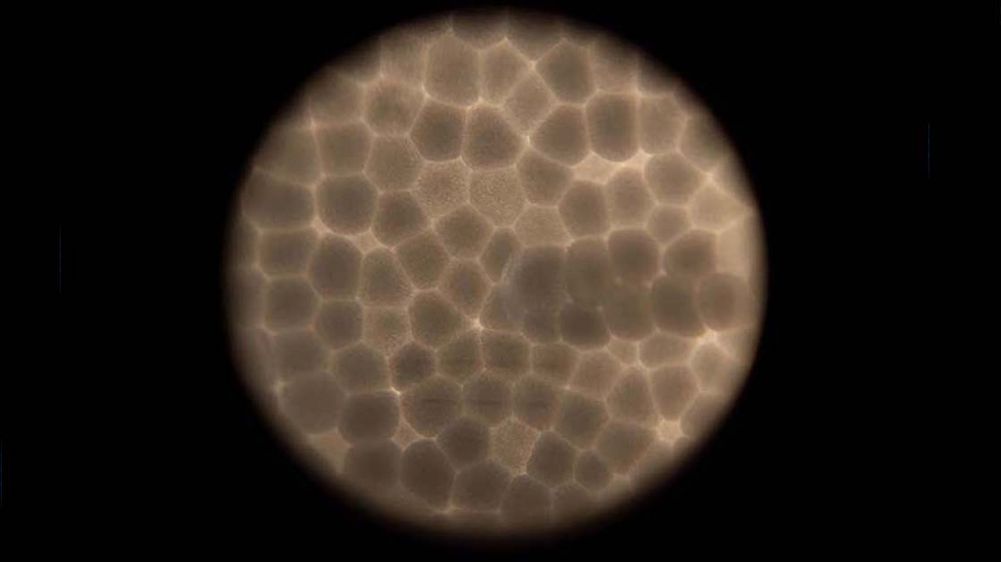 © Murandu; Schröder