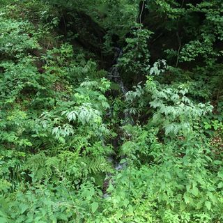 Dickicht im Thüringer Wald / Robert Rehnig Dickicht im Thüringer Wald / Robert Rehnig