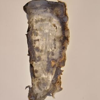 Myzelblatt 1 / Laura Pfeffer