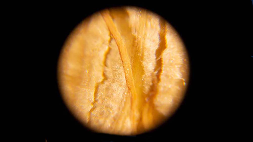 © Murandu; Schröder